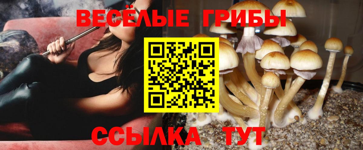 Галлюциногенные грибы Cubensis Минусинск
